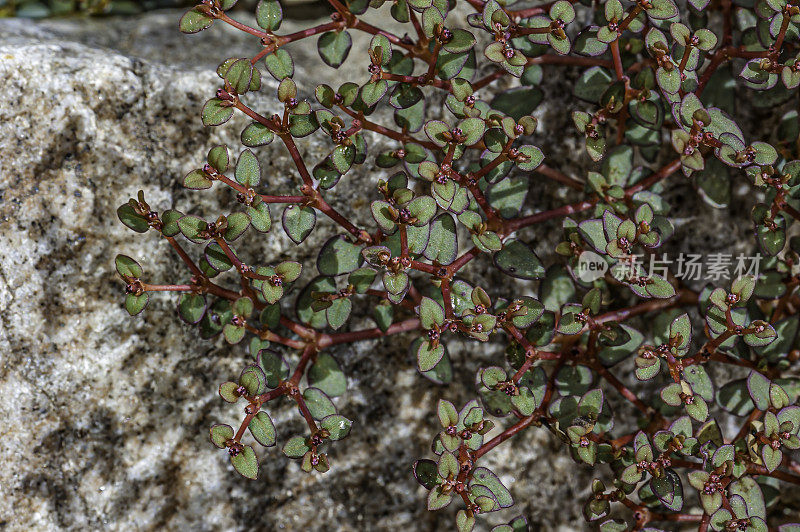 Euphorbia parishii，俗称Parish's sandmat，是euphorb的一种。它原产于加利福尼亚和内华达州沙漠中的沙质土壤中。发现于加州死亡谷国家公园。大戟科。